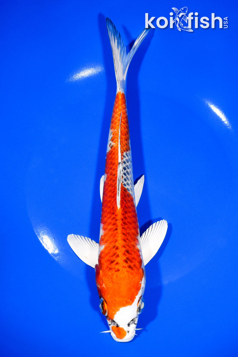 9.25" KUJAKU