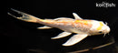 7.5" GINRIN HARIWAKE BUTTERFLY