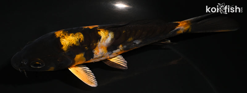 5" ARAGOKE HI UTSURI
