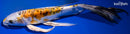 10.75" HEISEI NISHIKI BUTTERFLY