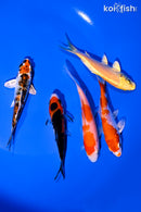 PACK OF (5) 3.5-4" STANDARD KOI
