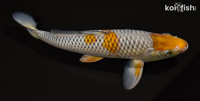 11.5" OCHIBA SHIGURE