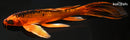 9.75" KIN ORENJI MATSUBA BUTTERFLY