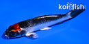4" TANCHO GOSHIKI