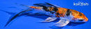 5.25" HEISEI NISHIKI BUTTERFLY