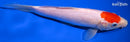8.25" TANCHO KOHAKU