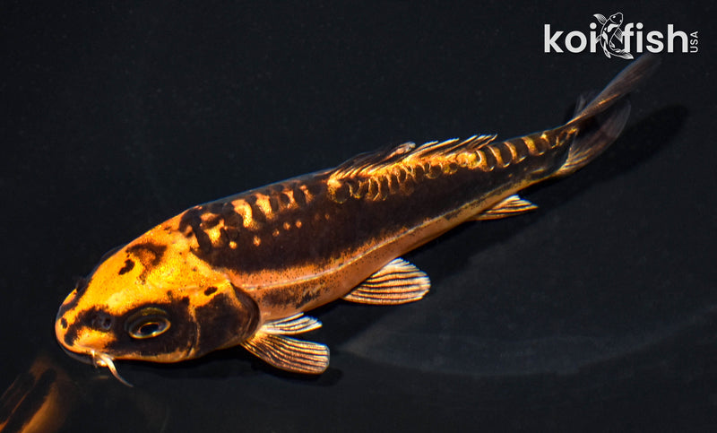 5.5' BENI KIKOKURYU
