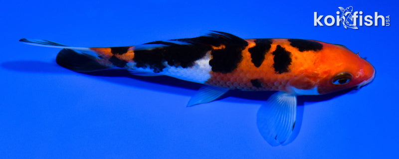 5.75" AKA SANKE