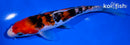 6.75" ARAGOKE SANKE