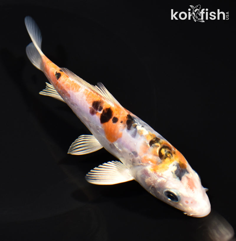 5.5" ARAGOKE HEISEI NISHIKI