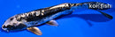 7.25" KIKOKURYU