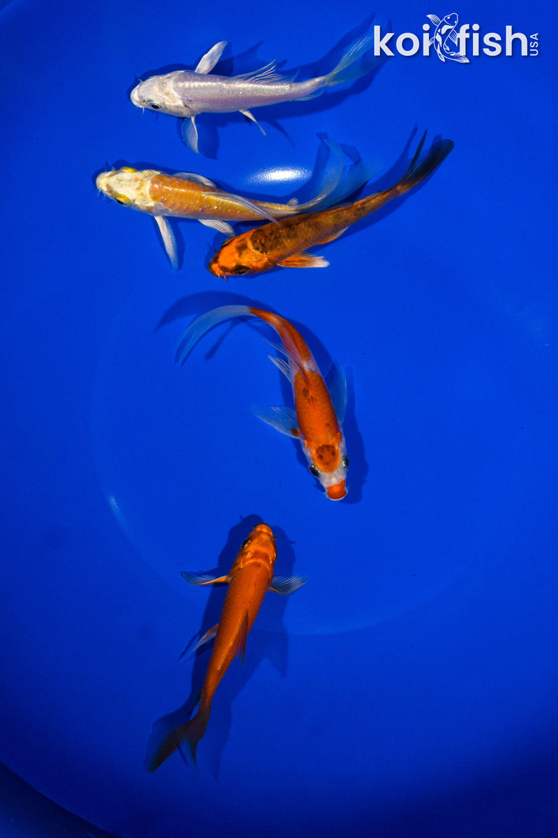 PACK OF (5) 3-4" BUTTERFLY KOI