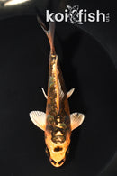 4.75" ARAGOKE BENI KIKOKURYU