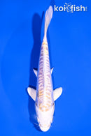 5.75" DOITSU HARIWAKE