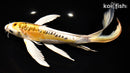 10.75" KIN KIKOKURYU BUTTERFLY