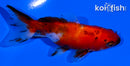 3.5" CALICO WAKIN GOLDFISH