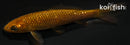 4" GINRIN CHAGOI