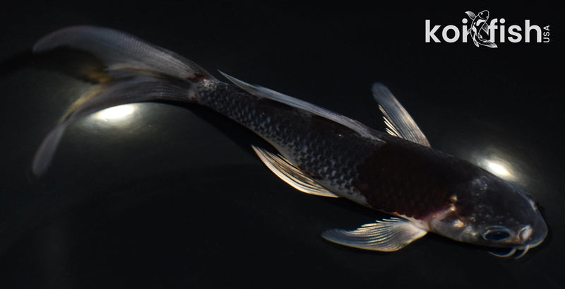 5.5" GOSHIKI BUTTERFLY