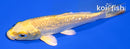 4.25" GINRIN YAMABUKI OGON