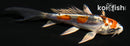 4" HEISEI NISHIKI BUTTERFLY