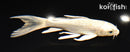 5.75" CREAMY OGON BUTTERFLY