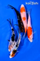 PACK OF (5) 4-5" STANDARD KOI