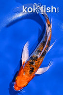 7.25" YAMATO NISHIKI BUTTERFLY
