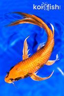 9.5" KIN HI UTSURI BUTTERFLY