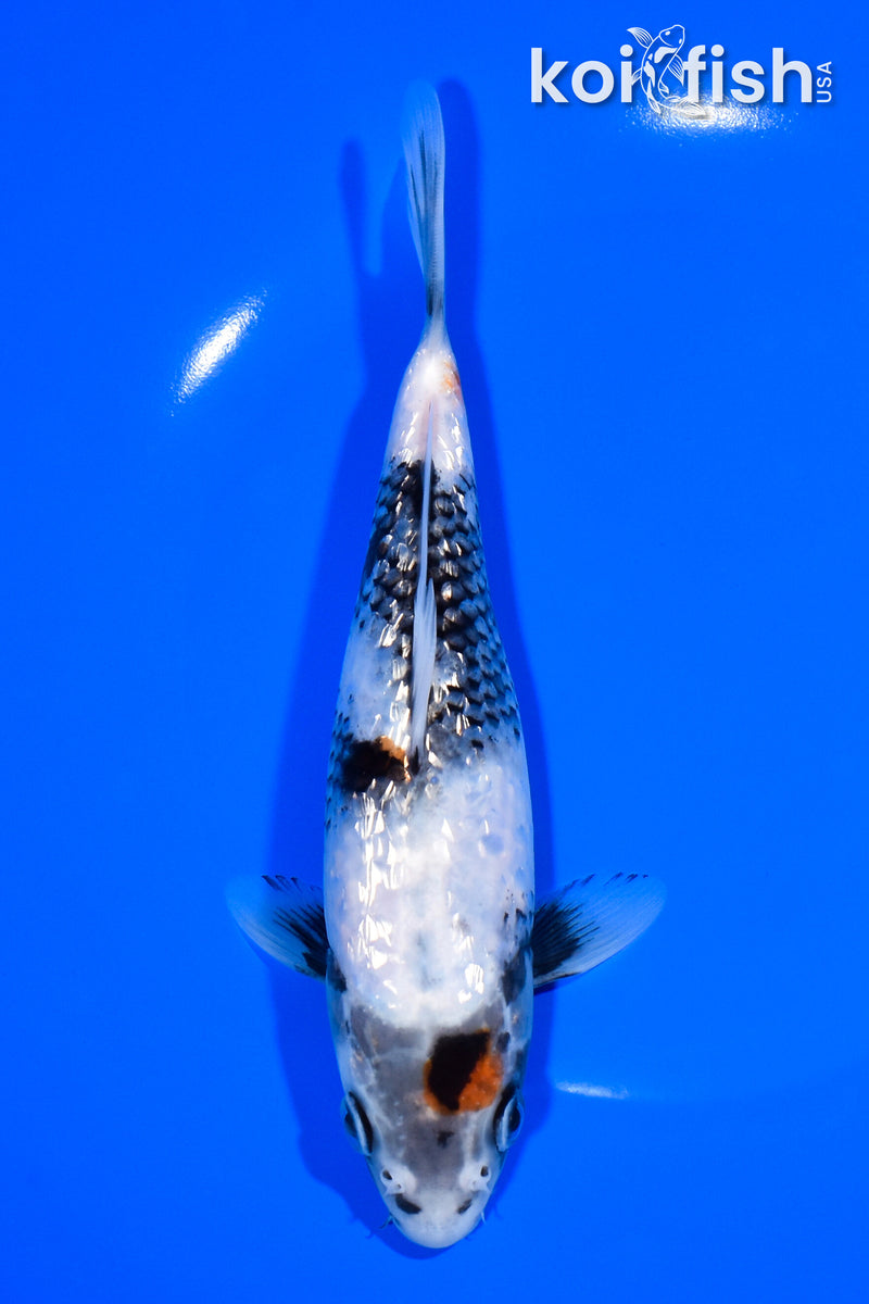 7.25" GINRIN SHOWA