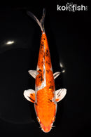 9.25" GINRIN YAMATO NISHIKI