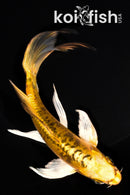 7" DOITSU KI MATSUBA BUTTERFLY