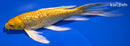8.25" GINRIN YAMABUKI OGON BUTTERFLY