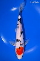 8.5" TANCHO SANKE