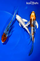 PACK OF (3) 4.5-5.5" BUTTERFLY KOI