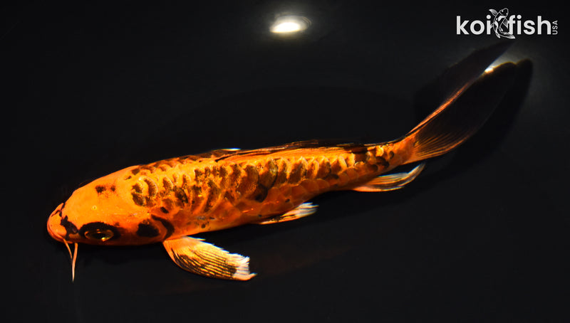 7.25" ARAGOKE ORENJI MATSUBA BUTTERFLY