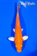7.25" ORENJI OGON