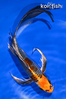 10.5" BENI GINGA BUTTERFLY