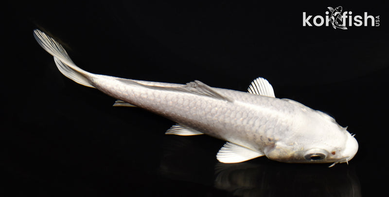 4.5" PLATINUM OGON
