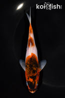 5.5" GOROMO