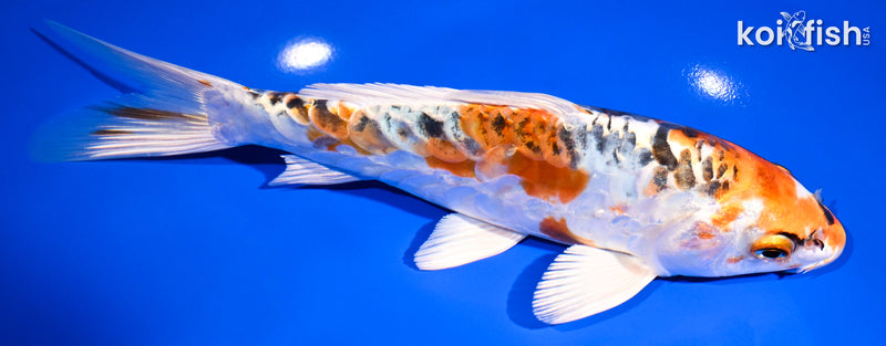 7.75" ARAGOKE KUJAKU