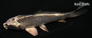 4.5" GIN MATSUBA