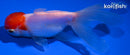 5" TANCHO ORANDA GOLDFISH
