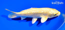 6.75" GINRIN YAMABUKI OGON