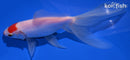 6.75" TANCHO KUCHIBENI WATONAI GOLDFISH