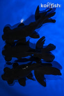 PACK OF (3) 4.5-4.75" TELESCOPE FANTAIL GOLDFISH
