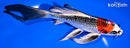 7.75" KUJAKU BUTTERFLY