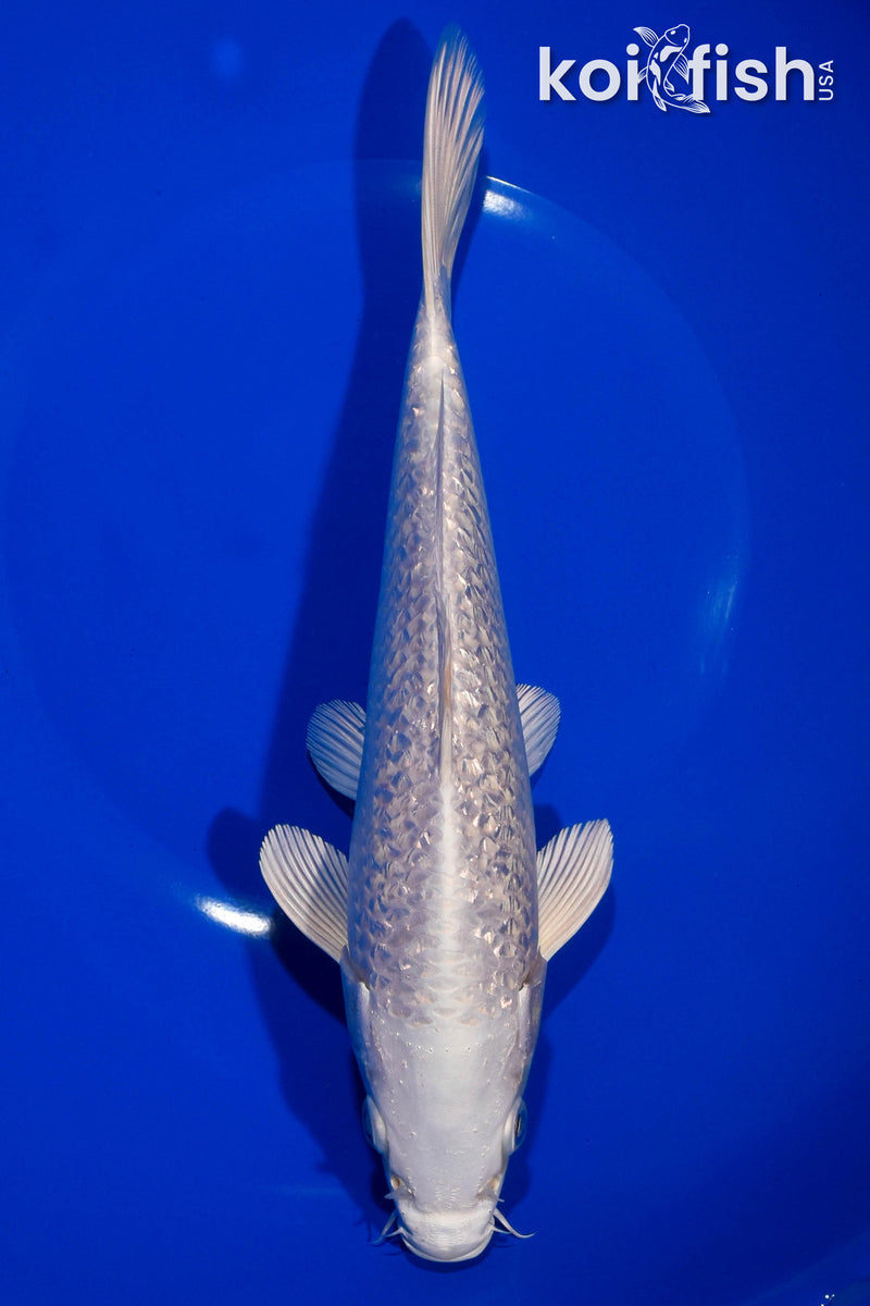 9" GINRIN PLATINUM OGON