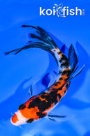 5.75" SANKE BUTTERFLY