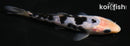 5" SHIRO BEKKO