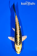 5.75" KIN KIKOKURYU